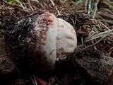 Amanita cruentilemurum image