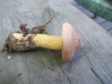 Tricholoma bufonium image