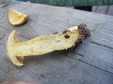 Tricholoma bufonium image