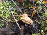 Morchella populiphila image