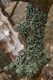 Flavopunctelia soredica image