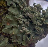 Flavopunctelia soredica image