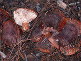 Tricholoma fracticum image