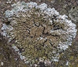 Physconia enteroxantha image