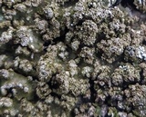 Physconia enteroxantha image