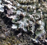 Physconia enteroxantha image