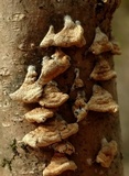 Plicaturopsis crispa image