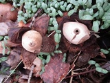 Geastrum rufescens image