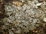 Bilimbia sabuletorum image
