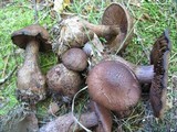 Cortinarius squamulosus image