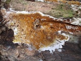 Serpula himantioides image