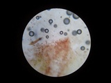 Serpula himantioides image