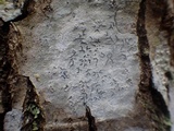 Phaeographis dendritica image