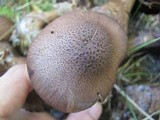 Cortinarius squamulosus image