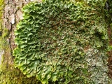 Lobaria virens image