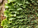 Lobaria virens image