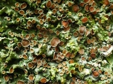 Lobaria virens image