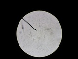 Exidia recisa image
