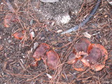 Tricholoma fracticum image