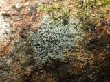 Rinodina oxydata image