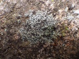Rinodina oxydata image