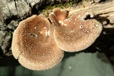 Panus lecomtei image