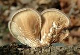 Panus lecomtei image