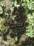Sticta sylvatica image