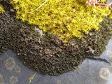 Lathagrium cristatum image
