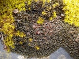 Lathagrium cristatum image