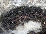 Lathagrium cristatum image