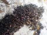 Lathagrium cristatum image