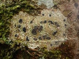 Glyphis cicatricosa image