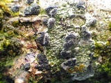 Glyphis cicatricosa image