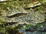 Graphis elegans image