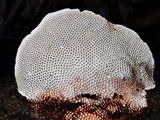 Hexagonia tenuis image