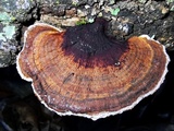 Hexagonia tenuis image