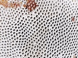Hexagonia tenuis image