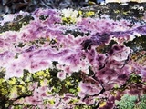 Chondrostereum purpureum image