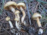 Suillus acidus image