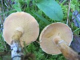 Suillus acidus image