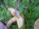 Suillus acidus image