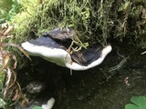 Fomitopsis ochracea image