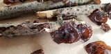 Exidia recisa image