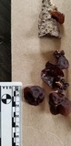 Exidia recisa image
