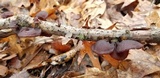 Exidia recisa image