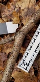 Exidia recisa image