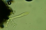 Lophodermium schweinitzii image
