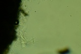 Lophodermium schweinitzii image