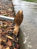 Morchella importuna image